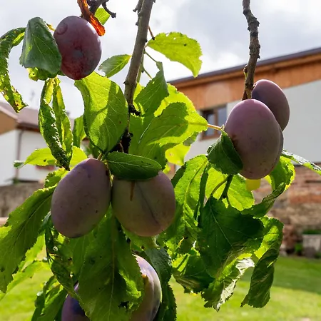 Апартаменты Tones Hanusovice